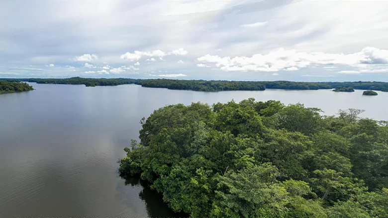 Congo rainforest